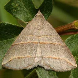 Colobochyla salicalis Colobochyla salicalis